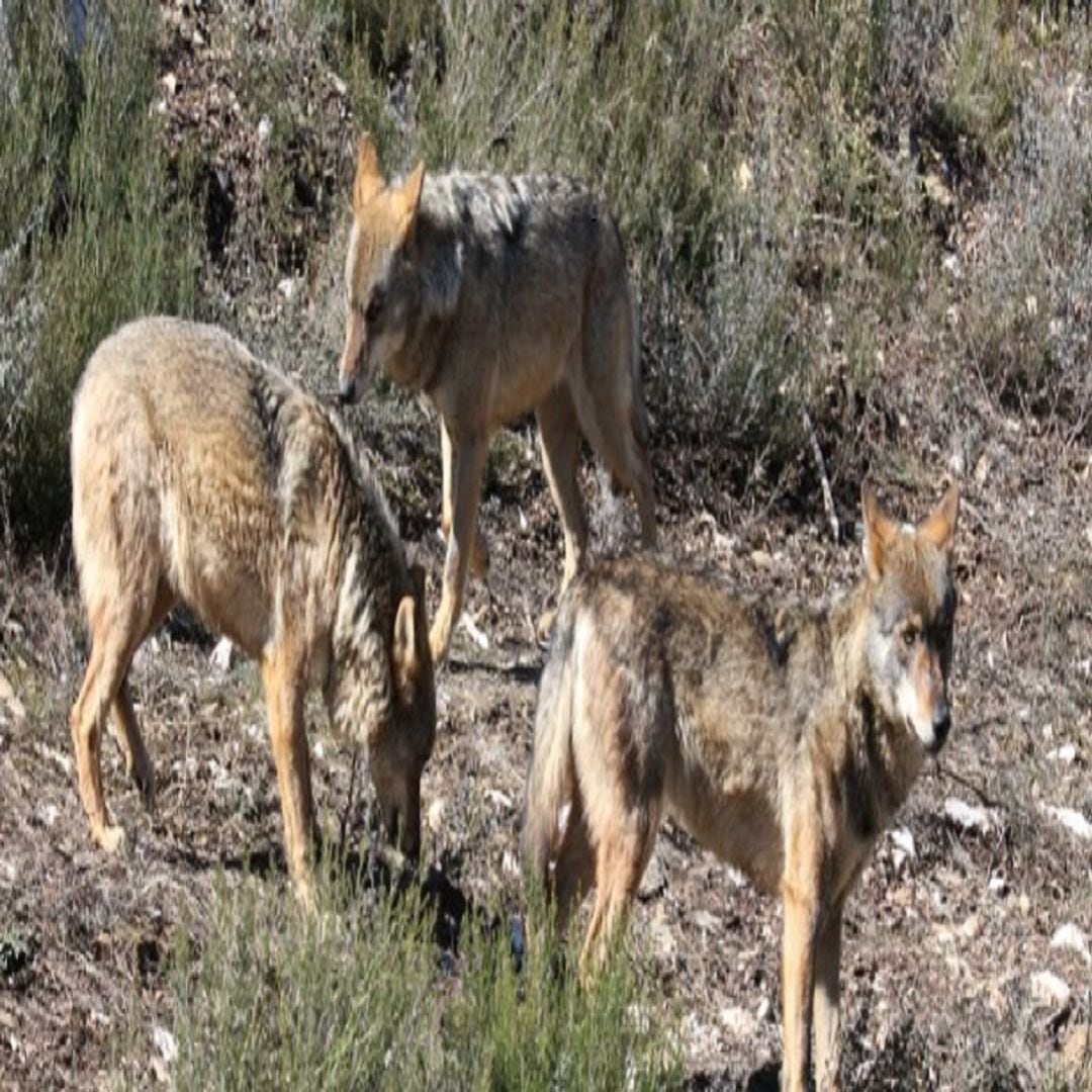 Ejemplares de lobos en Castilla y León