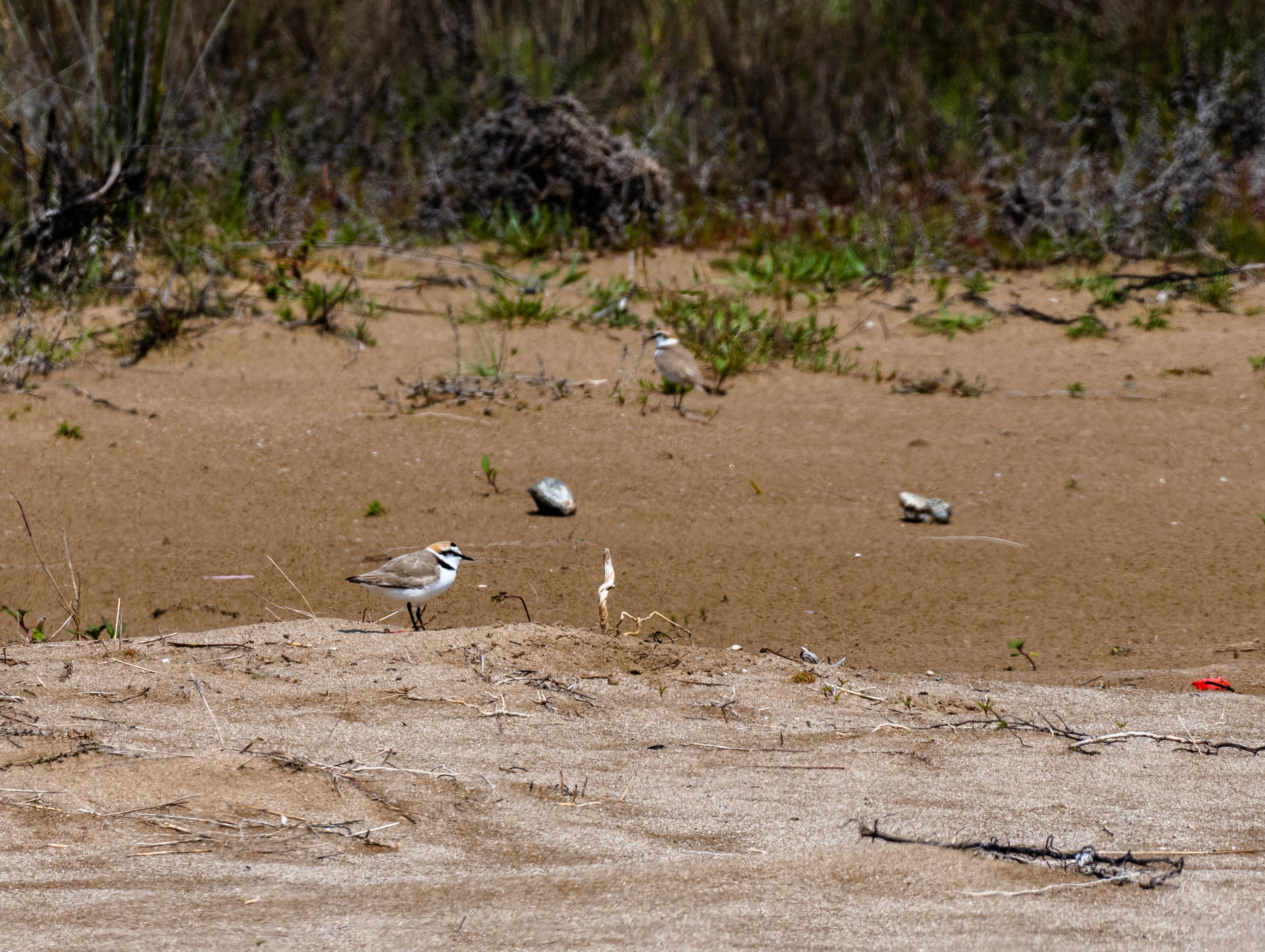 Ejemplares de chorlitejo patinegro en las playas de la Albufera de València.