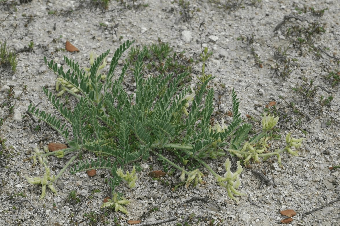 Astragalus devesae es una planta cuyas únicas poblaciones mundiales se localizan en la provincia de Ávila