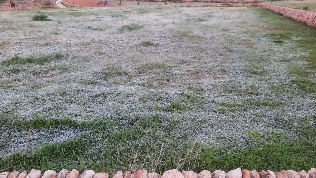 Campos helados esta mañana en Ibiza