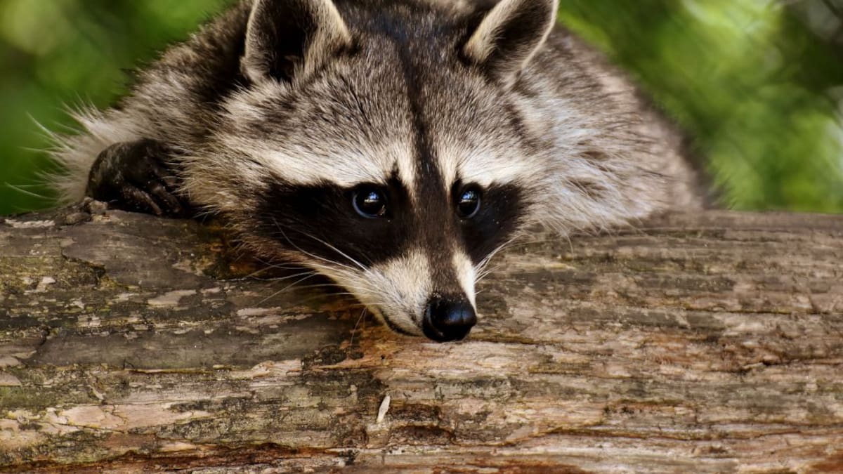 Ni rastro del mapache de Cuenca: nadie le ha visto el pelo desde hace año y medio