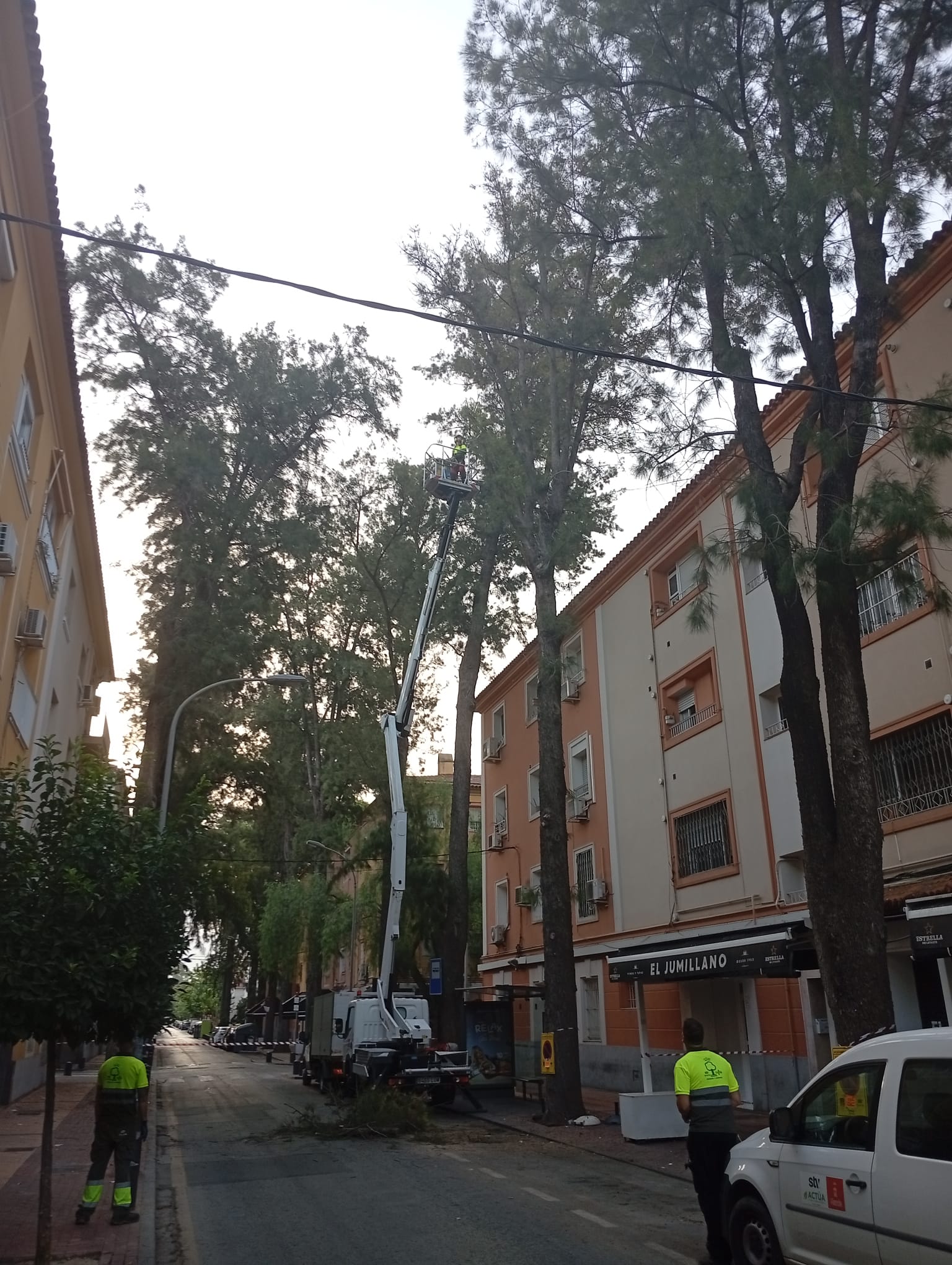 Arbolado singular en Murcia