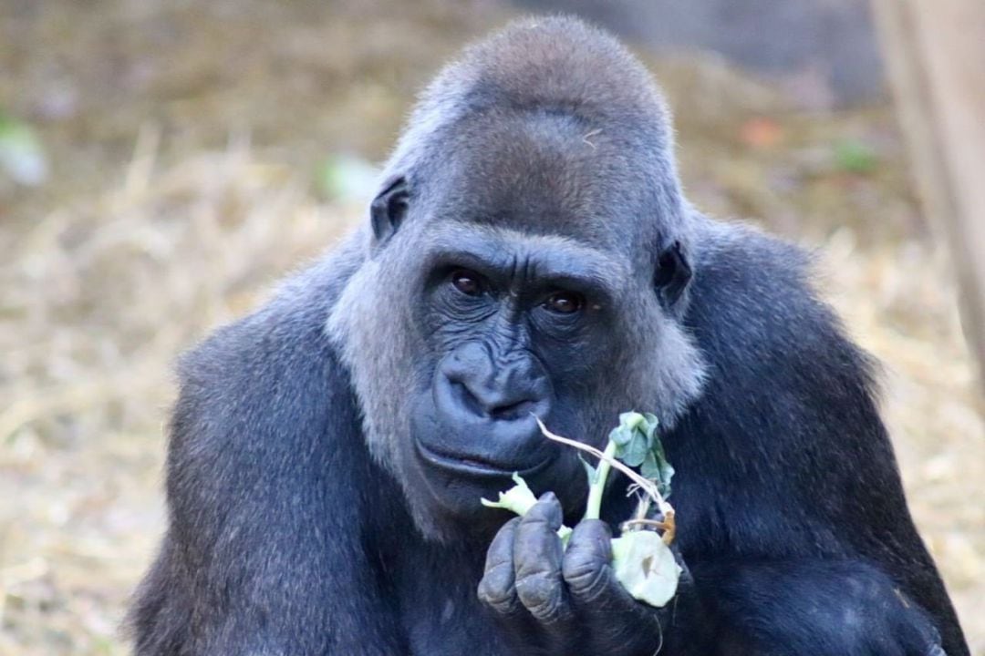 Gorila comiendo. 
 