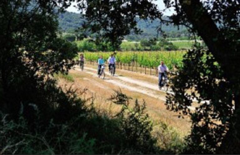 Las visitas en bici a viñedos son algunas de las actividades a las que se suman los turistas que viajan en familia a la Ribera del Duero