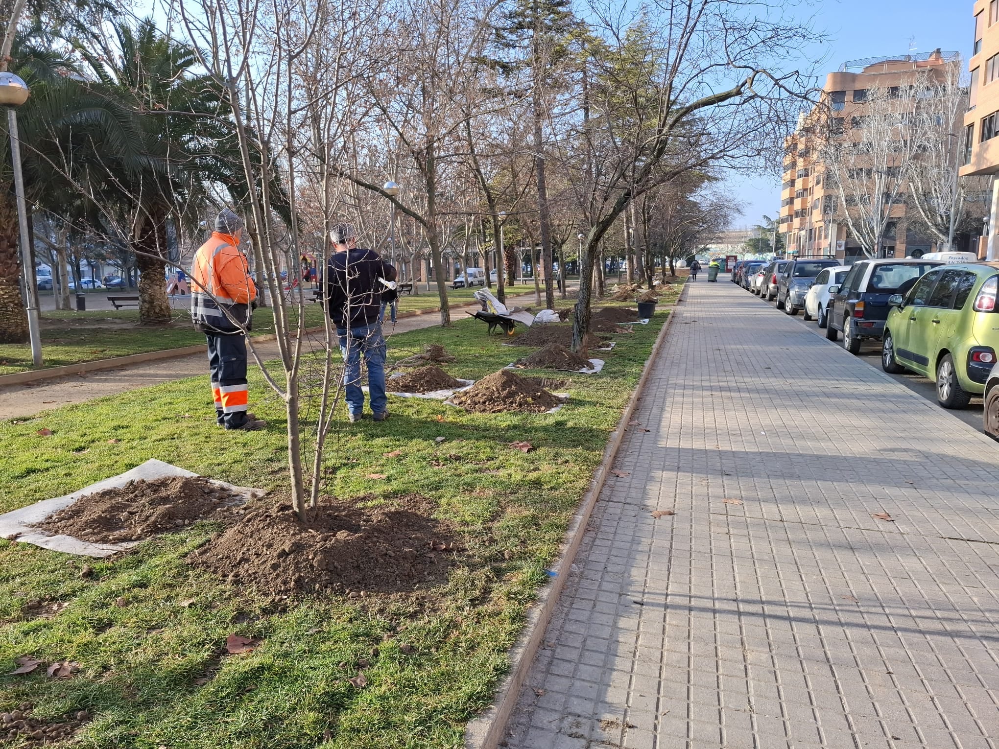 Plantación de ciruelos rojos en la plaza Europa