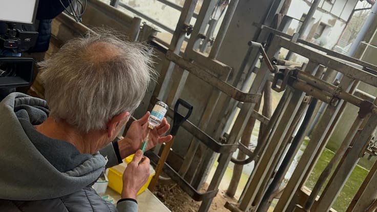 Gipuzkoa inicia la vacunación preventiva de todo el ganado bovino frente a la dermatosis nodular