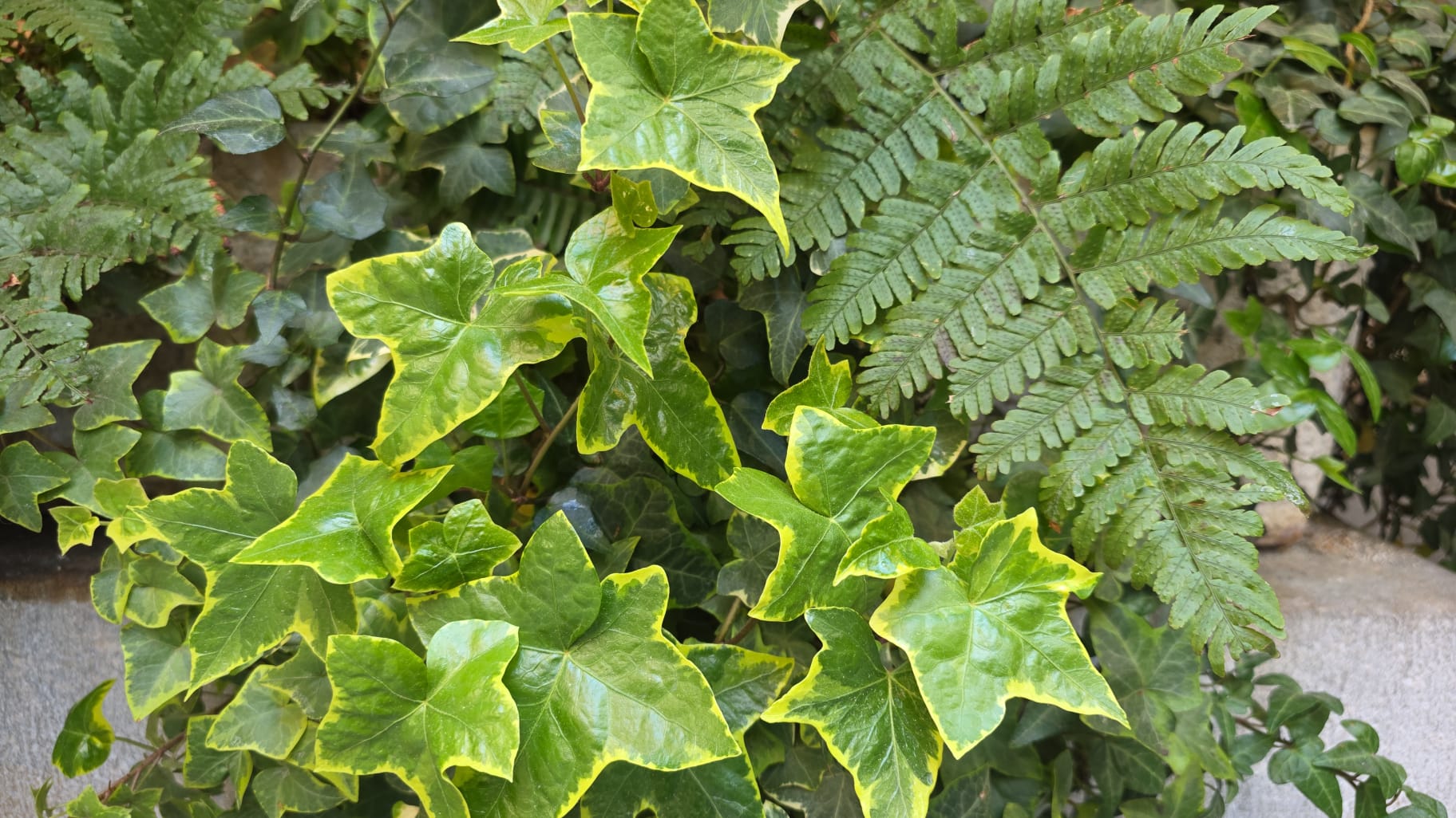 La hiedra, la planta trepadora imprescindible en cualquier jardín