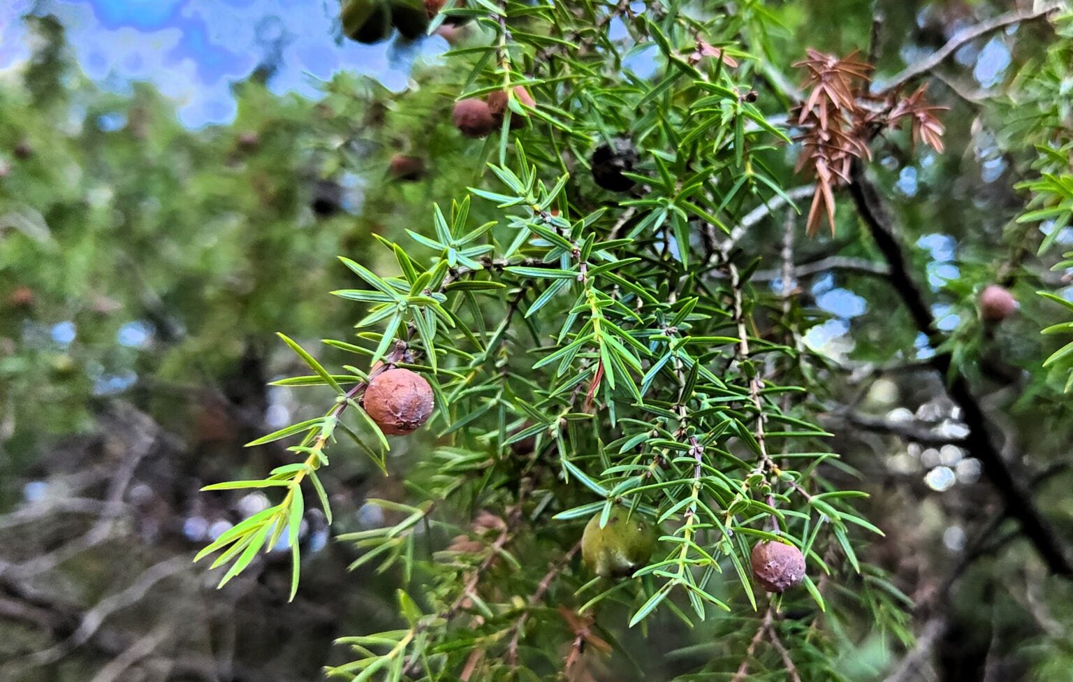 Hojas de enebro de la miera.