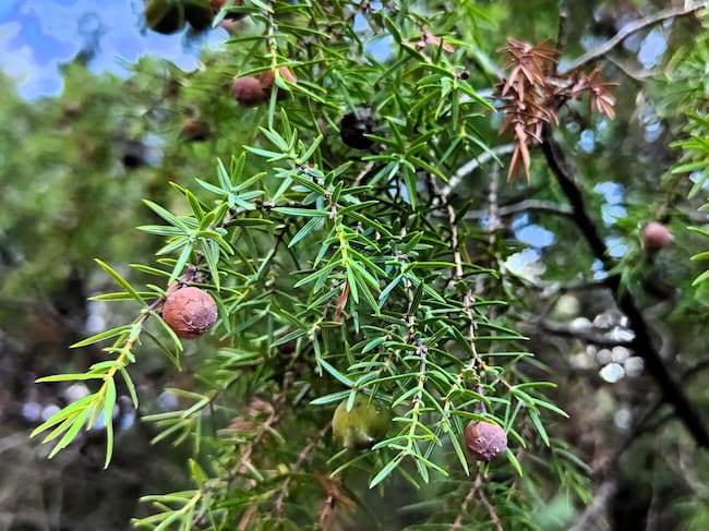 Hojas de enebro de la miera.