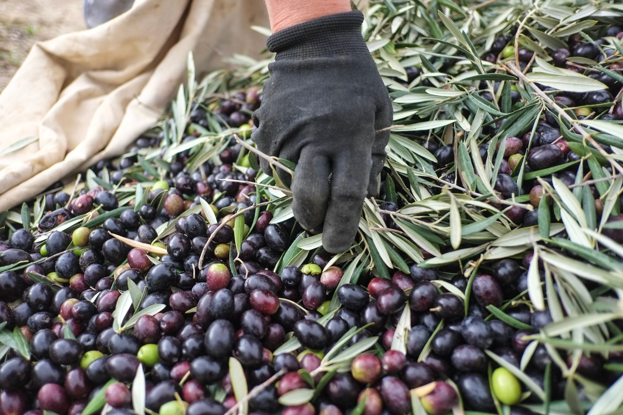 Agricultor durante la recogida de la aceituna en un tajo