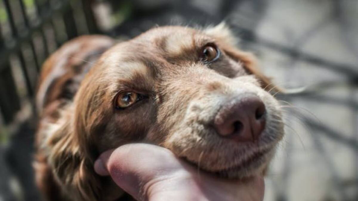 Ciudadanos pide hacer obligatorio limpiar los orines de los perros en la vía pública