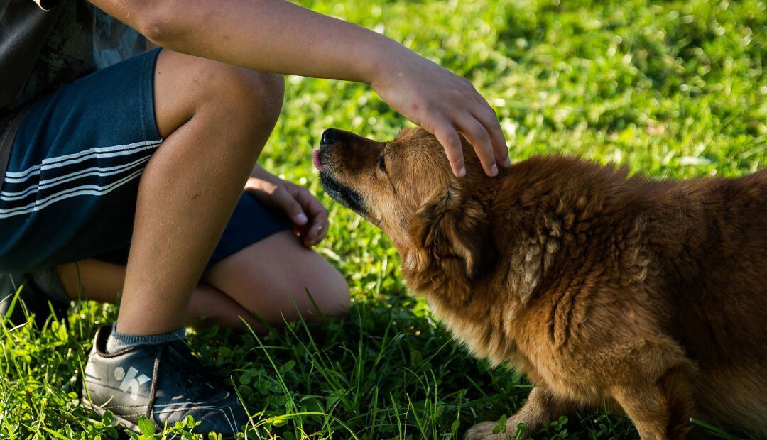 Imagen de archivo de un niño acariciando un perro.