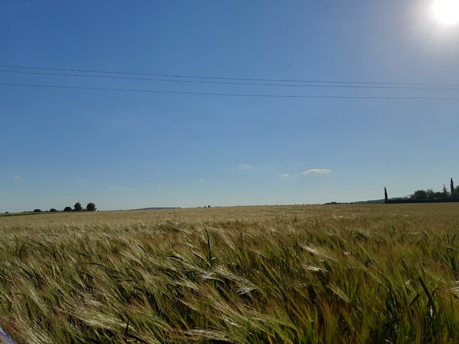 Explotación agraria sembrada de cereal