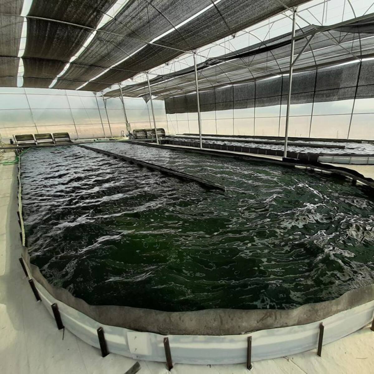 La espirulina, la microalga que también se "cultiva" en la vega del Segura