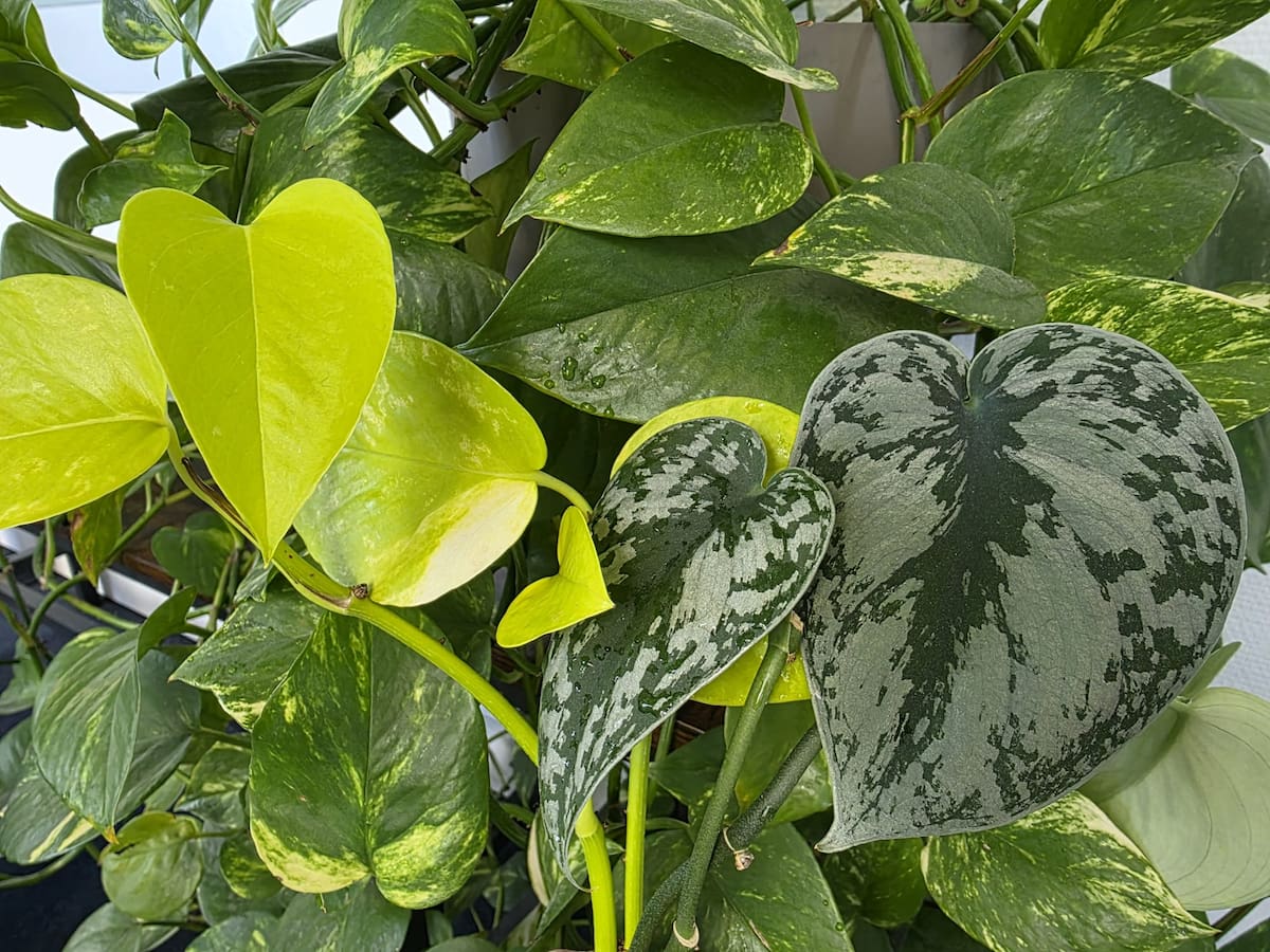 El poto, la planta de interior más popular de los últimos años