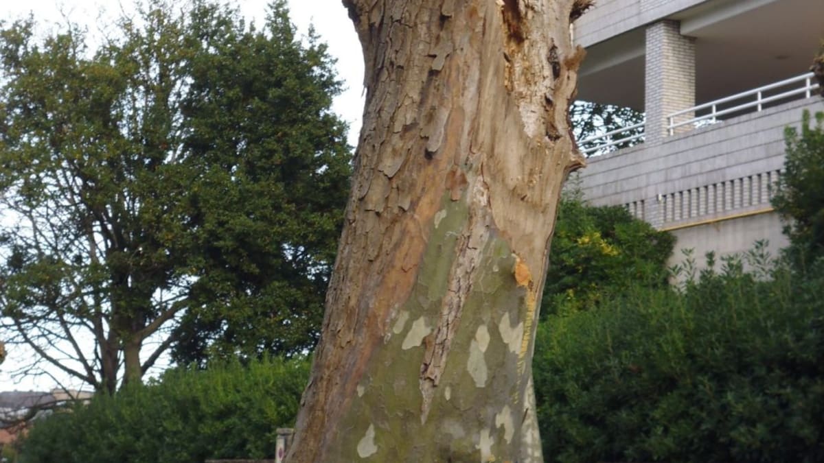 Podas abusivas en Santander (28/10/2019)