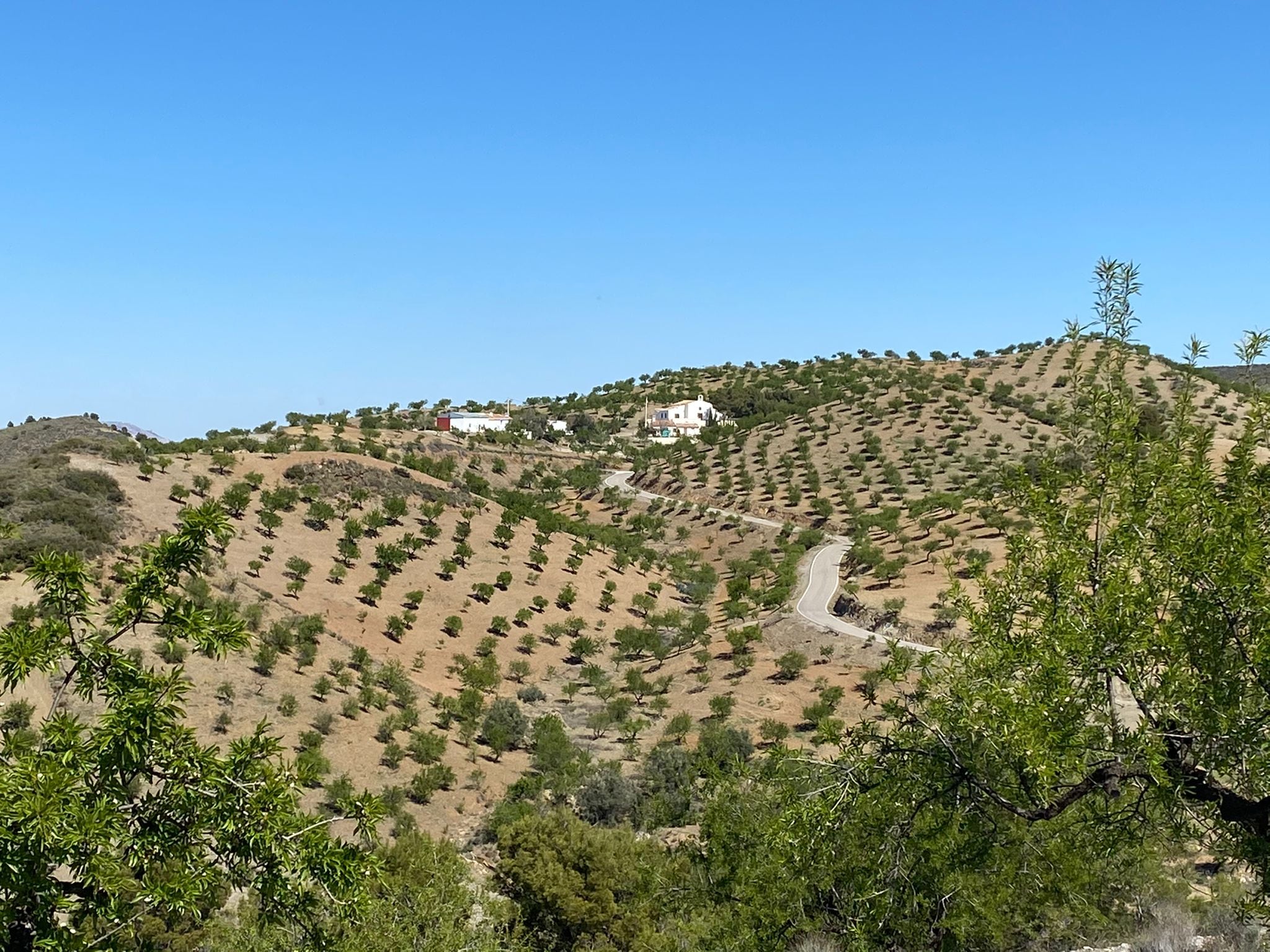 Paisaje de olivos en la pedanía de Jarales(Lorca)