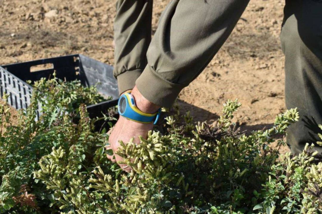 El sector de la Agricultura es el que mayor descenso ha experimentado.