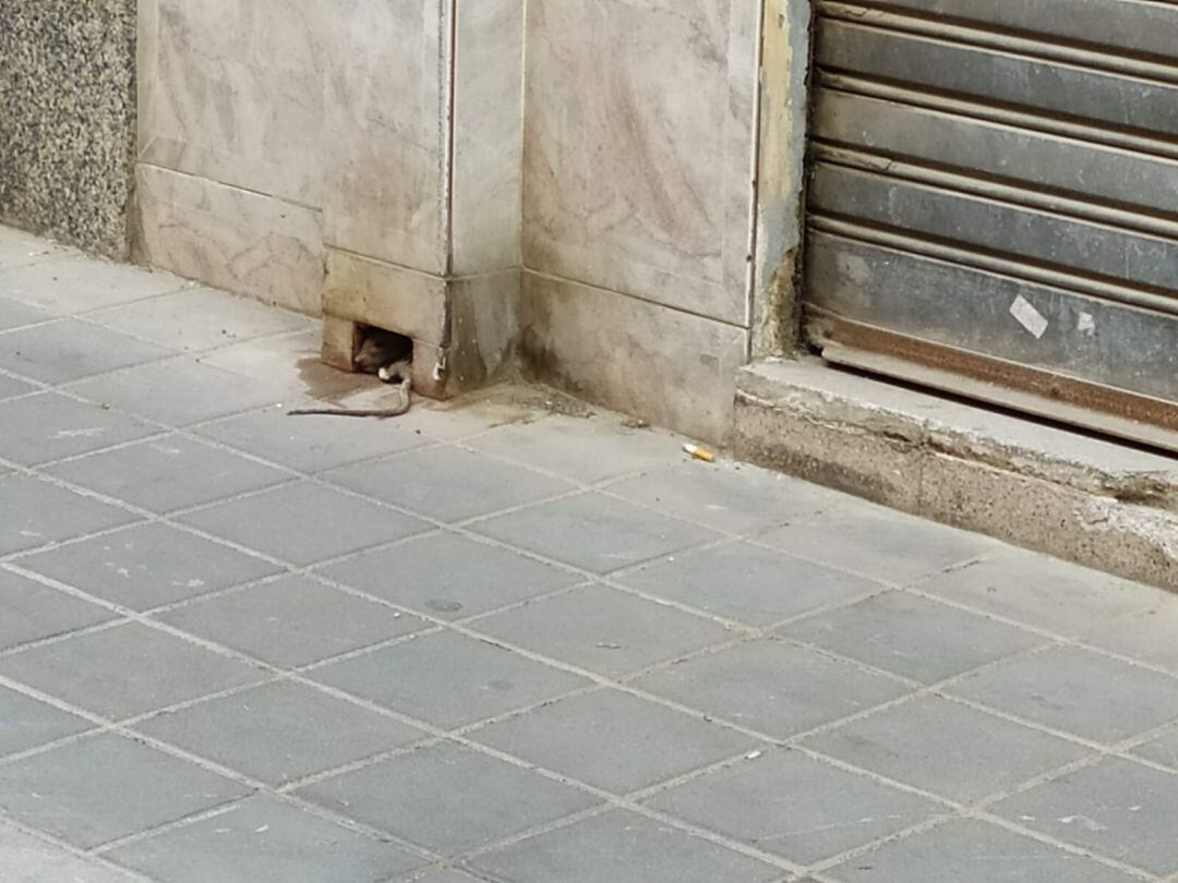 Una rata muerta en una calle de Ciudad de Asís