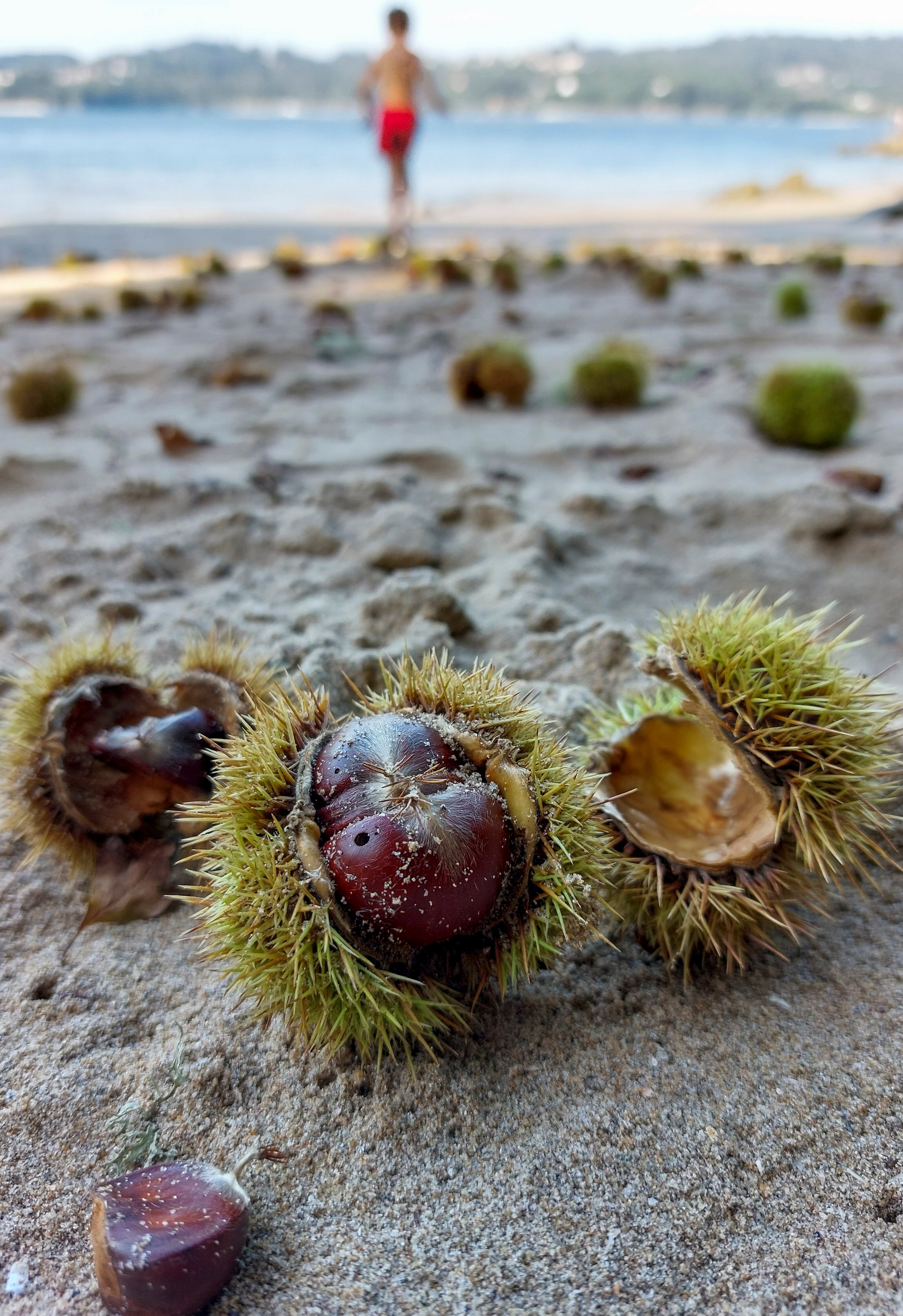 Las alteraciones climáticas también afectan a la castaña con un octubre atípico en lo meteorológico. Foto: EFE/ Cabalar