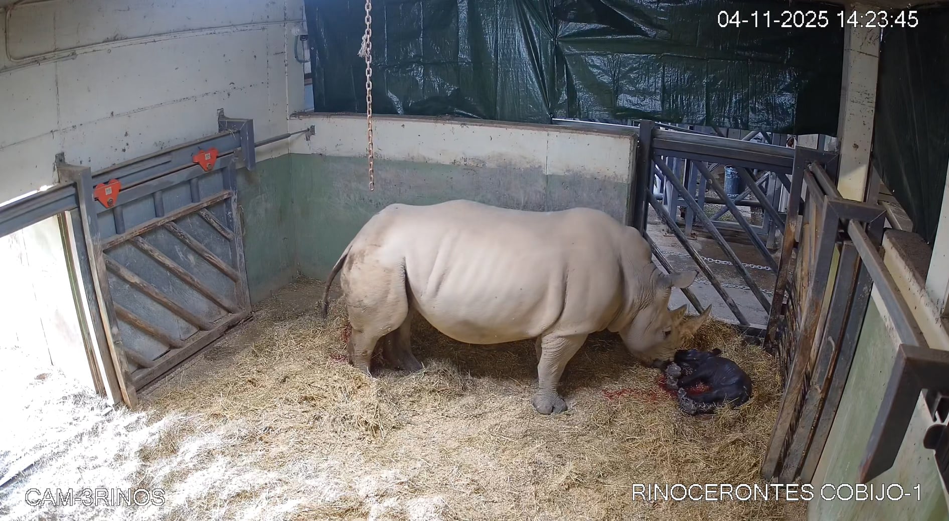 BIOPARC València vive con emoción y “en directo” el primer nacimiento de un rinoceronte