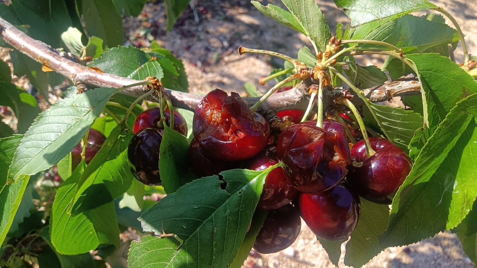 Las ayudas siguen sin abonarse más de un año después, pese a que los agricultores han cumplido con todos los requisitos