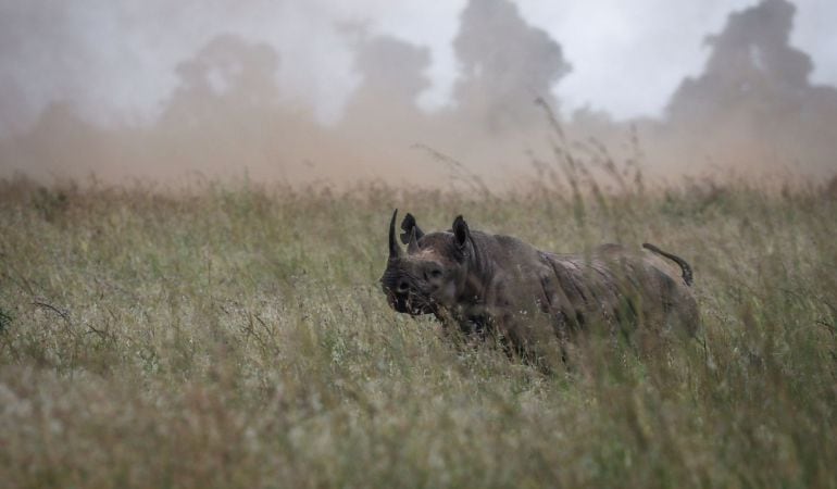 Un rinoceronte negro hembra se pasea antes de ser trasladada durante unas maniobras de traslado en el Parque Nacional de Nairobi, Kenia.