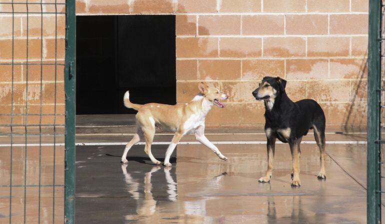 El Ayuntamiento ha aumentado las horas de atención veterinaria