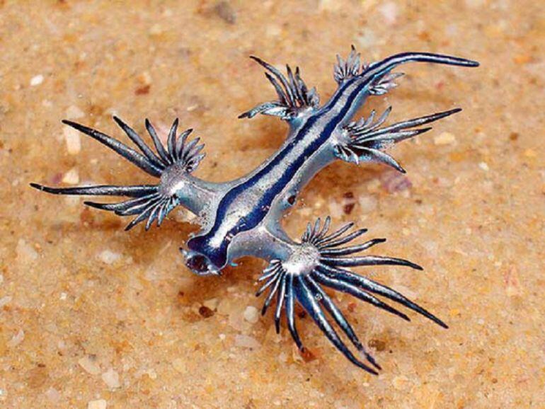 Glaucus Atlánticus