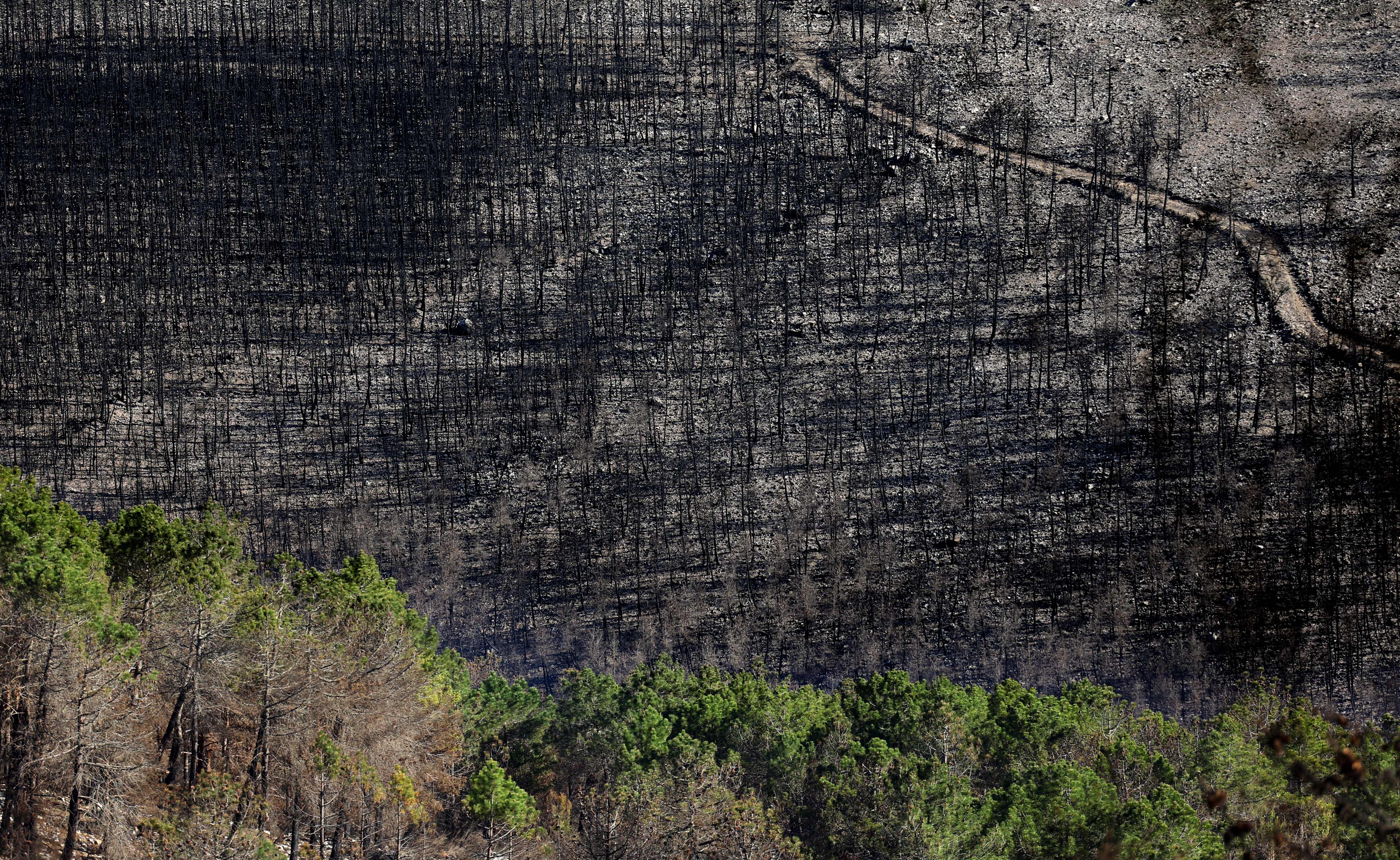 Aspecto de un bosque de pinos meses después de haber ardido a consecuencia de un incendio en la Sierra de la Culebra, provincia de Zamora