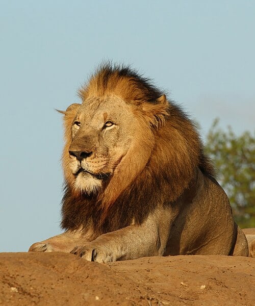 León Africano en la reserva privada de Phinda, KwaZulu, Sudáfrica / Autor: Sharp Photography