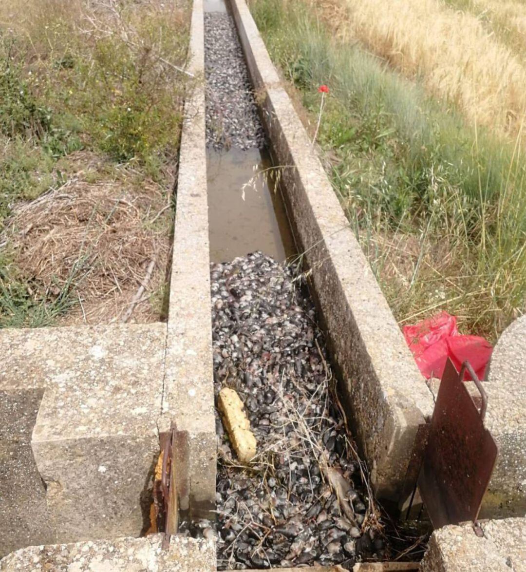 Siguen aumentando los casos de tularemia en Palencia