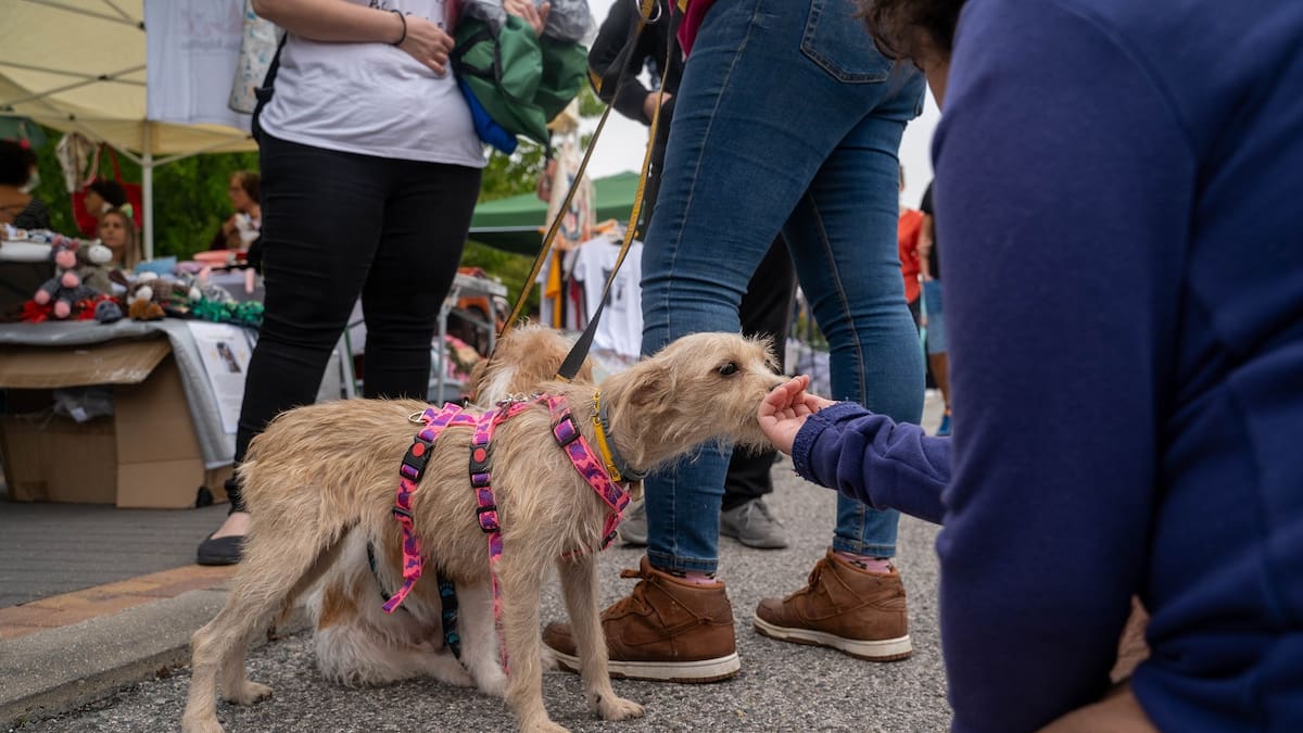 Lorena Colmenarejo, concejala de Sanidad de Colmenar Viejo, nos habla del Día de la Familia Perruna