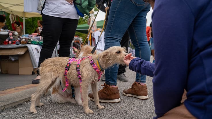 Lorena Colmenarejo, concejala de Sanidad de Colmenar Viejo, nos habla del Día de la Familia Perruna