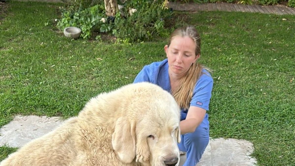 Entrevista a Miguel Huerta, veterinario de 1 click Vet, que ofrecen un servicio veterinario a domicilio