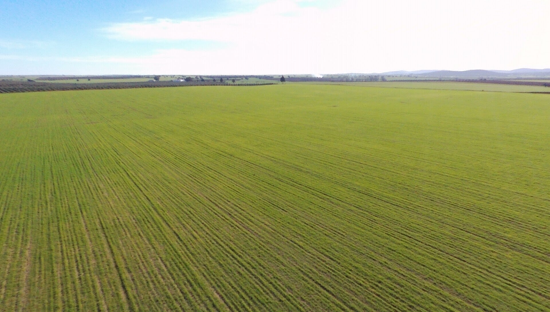 Campo de arroz en Extremadura