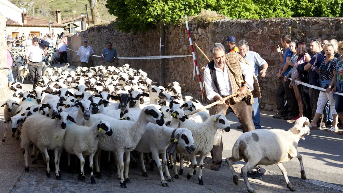 Brieva revivirá la tradición pastoril con la celebración de la XXII Fiesta de la Trashumancia