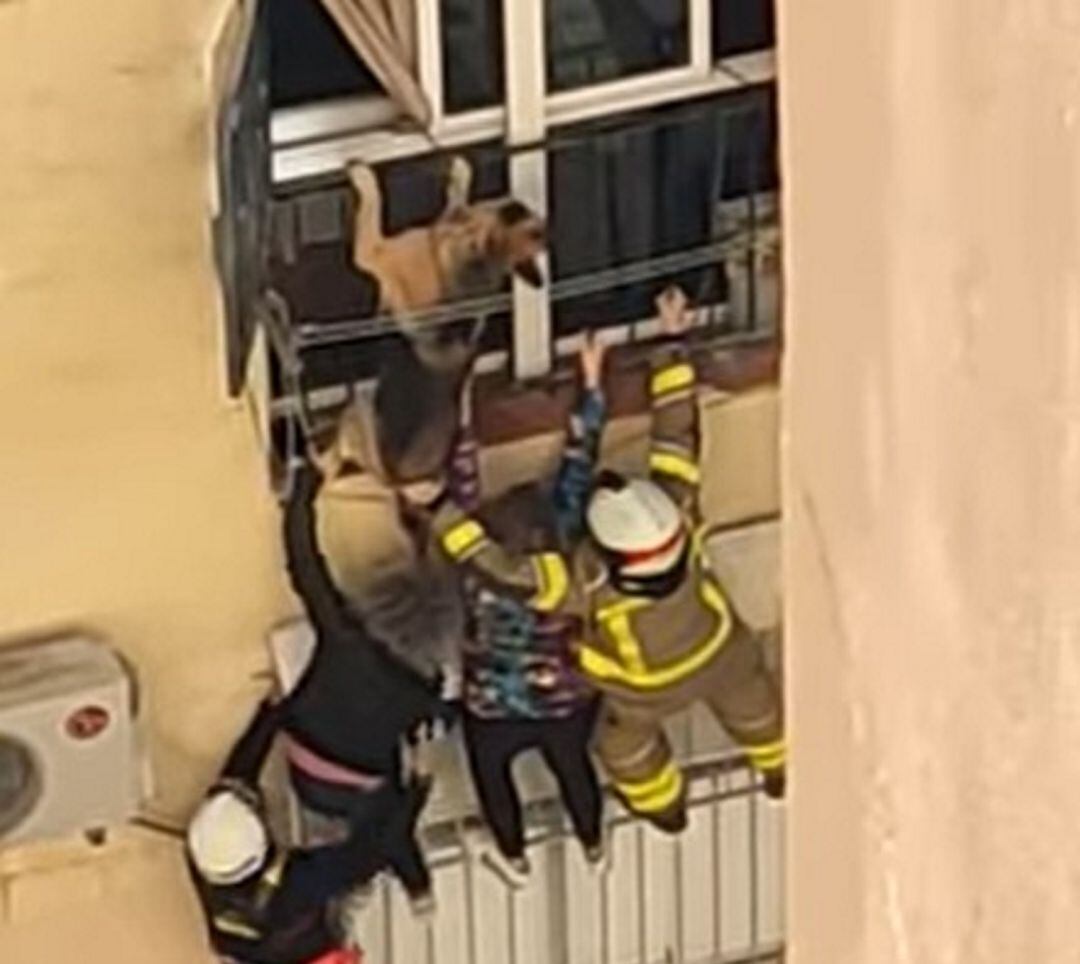 Momento del rescate del pastor alemán en Granada.