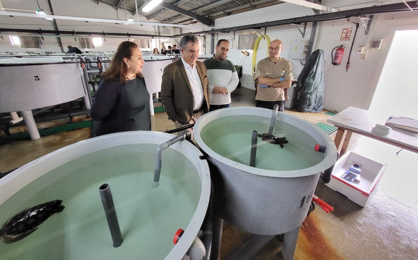 El consejero de Medio Ambiente, Universidades, Investigación y Mar Menor, Juan María Vázquez, observa a las tortugas en el centro del IMIDA en San Pedro del Pinatar