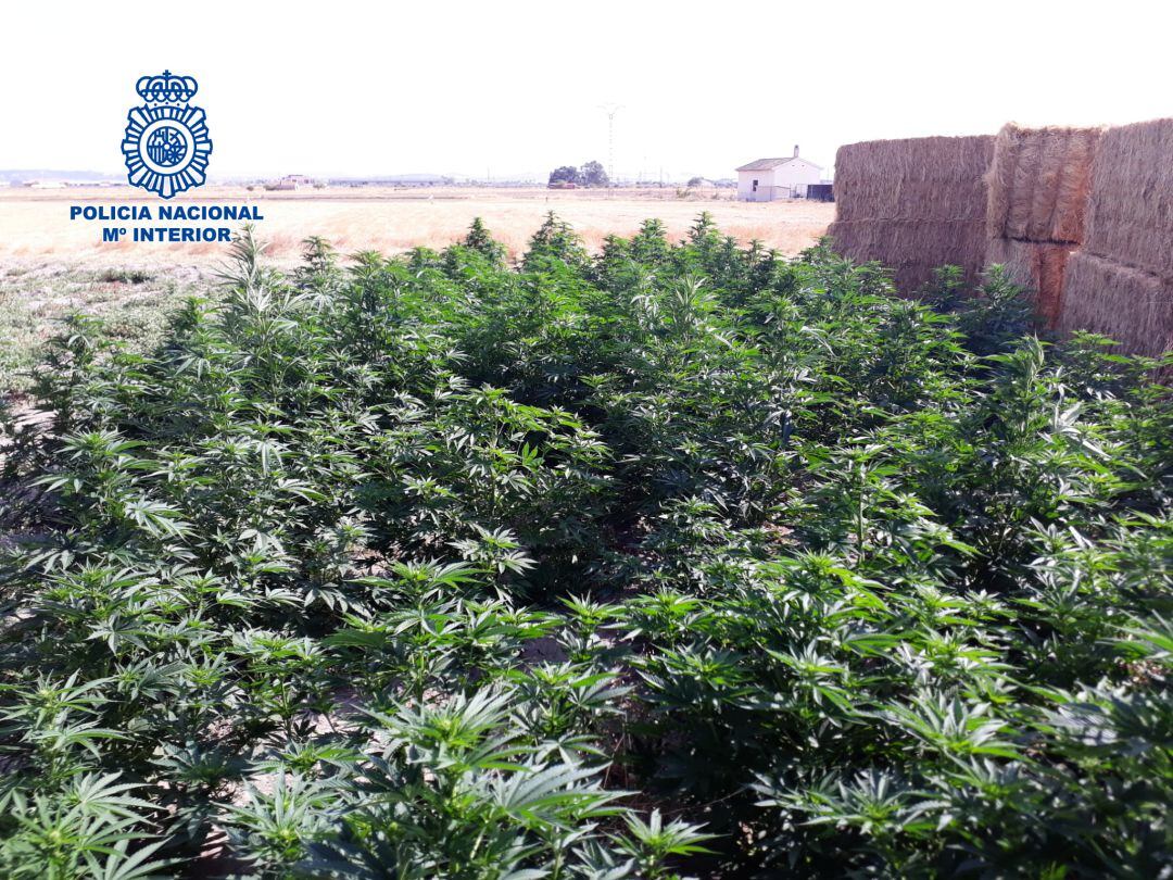 Plantación marihuana