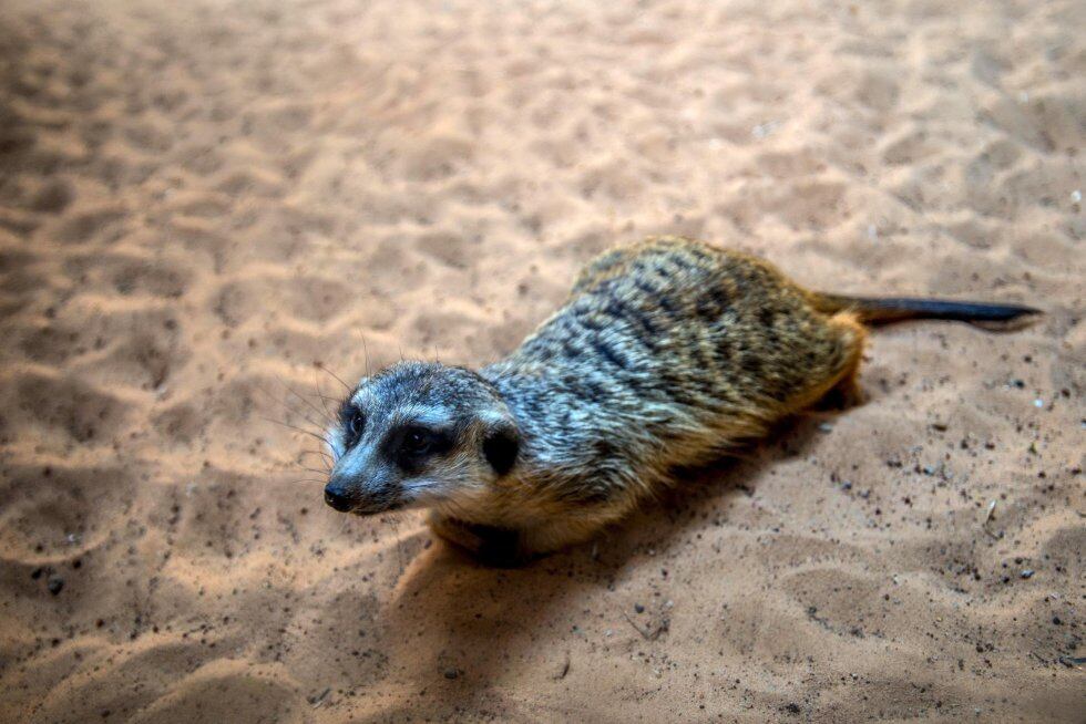 Suricata en un zoo