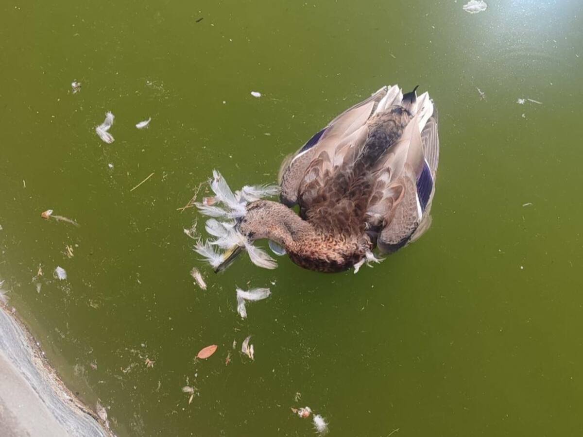 La empresa de mantenimiento de los parques desmiente haber alertado de un brote de gripe aviar en Málaga