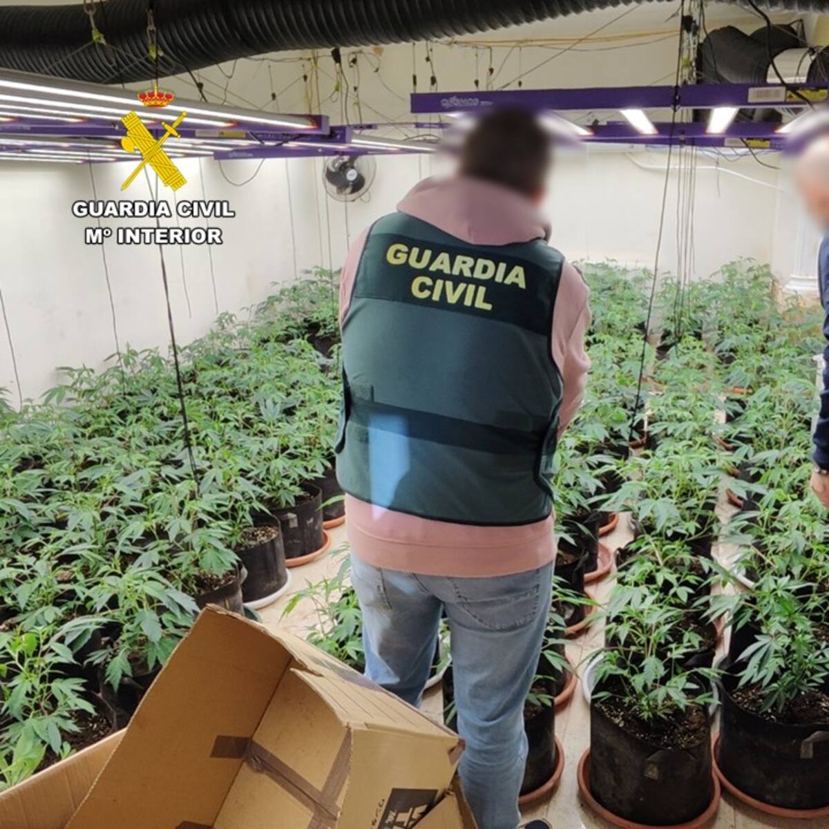 Detenido un joven en Calpe por gestionar una plantación de marihuana en un chalet