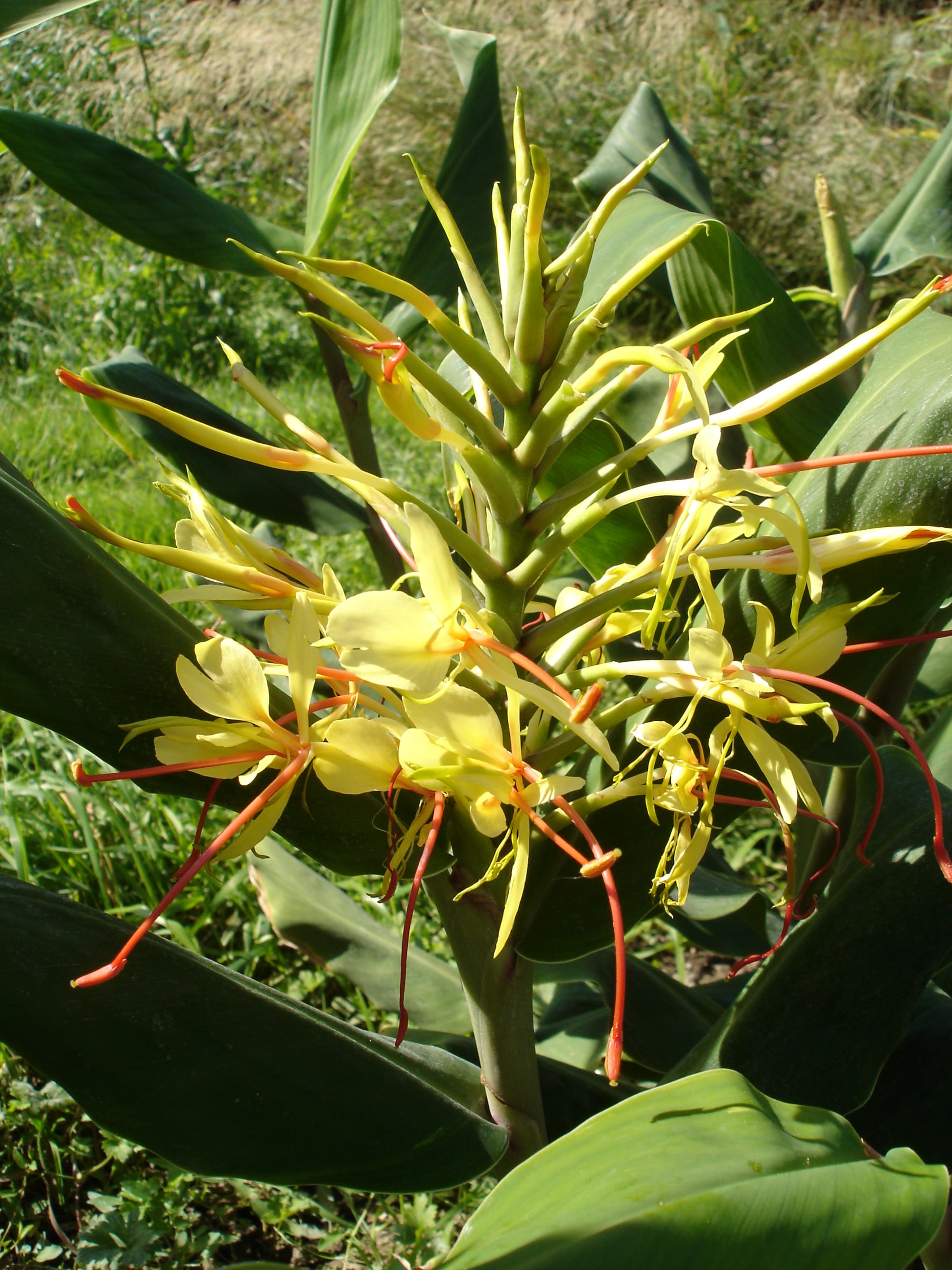 &quot;Hedychium gardnerianum&quot;, o Jengibre del Himalaya