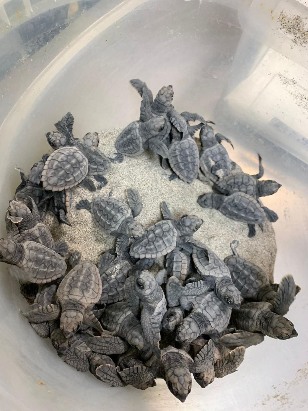 nacimiento de las tortugas