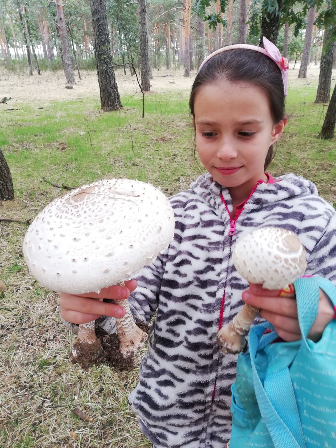 Galampernas en Saldaña (Palencia)