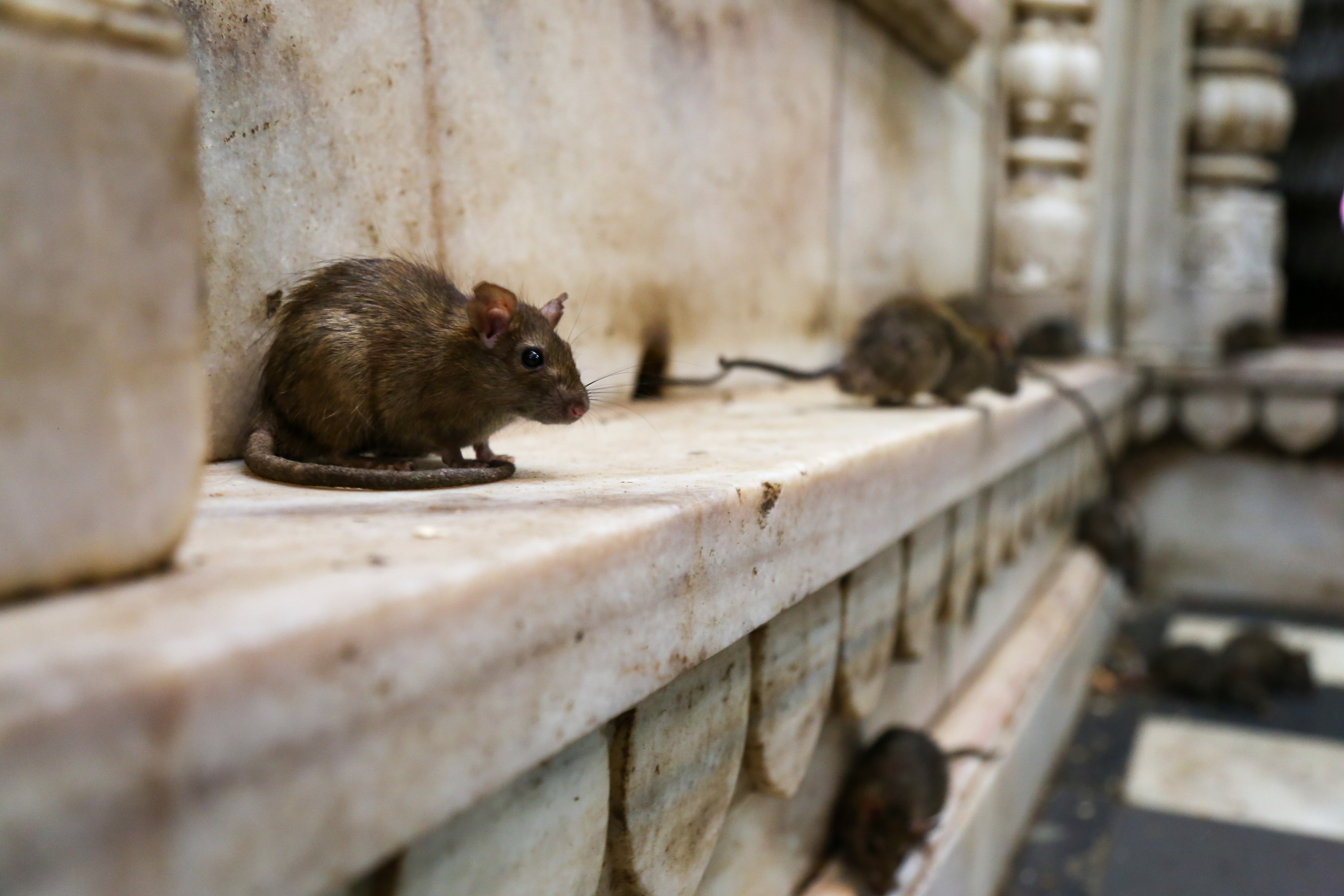 Las ratas son uno de los problemas más graves que afectan a todas las ciudades del mundo