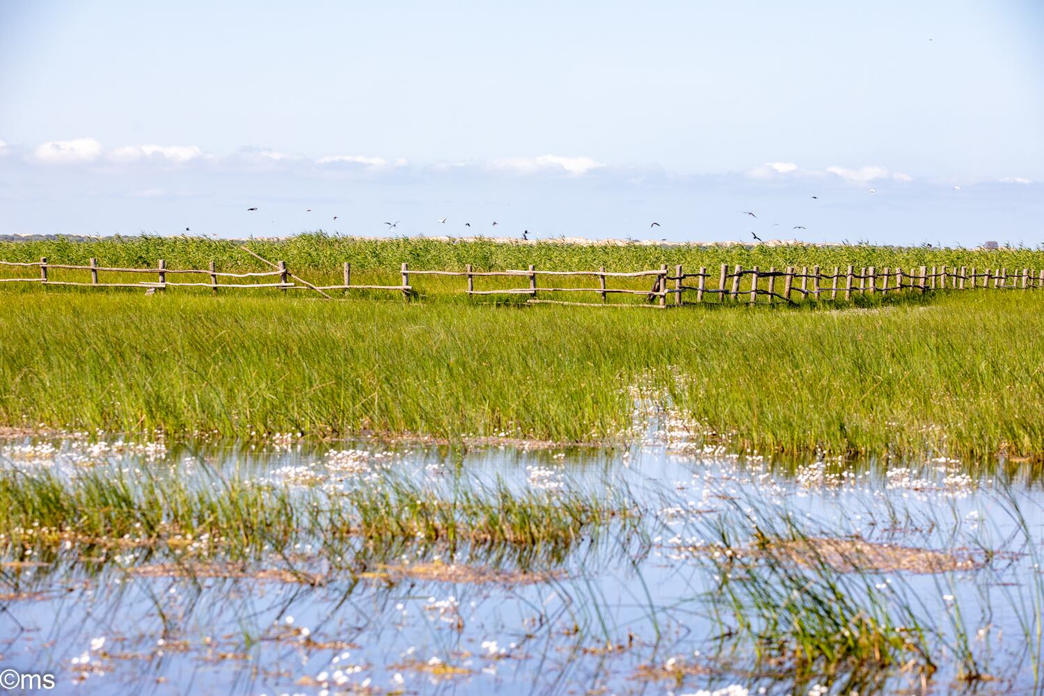 Espacio Natural de Doñana (mayo de 2025)