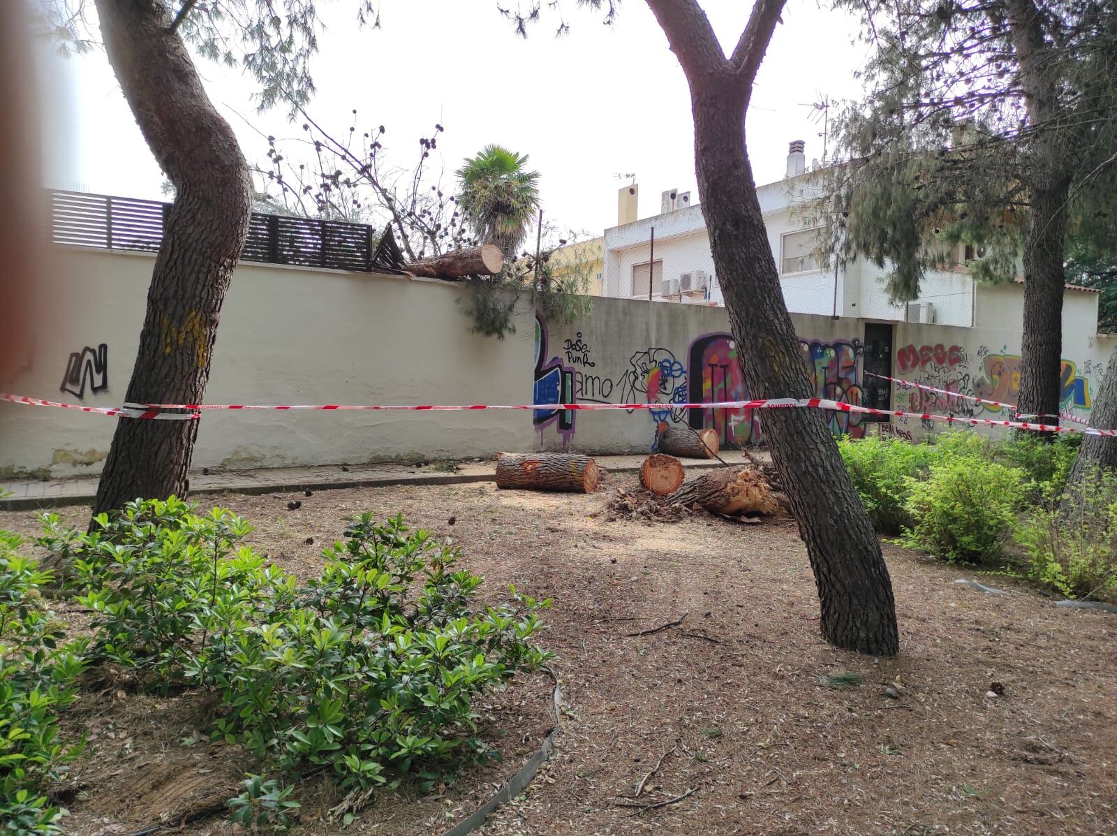 Árbol ya cortado en trozos, tras ser arrancado por el viento este sábado junto a la calle Grecia