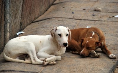 Perros callejeros